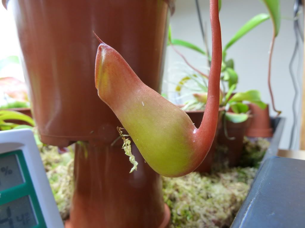 plants10032012017.jpg