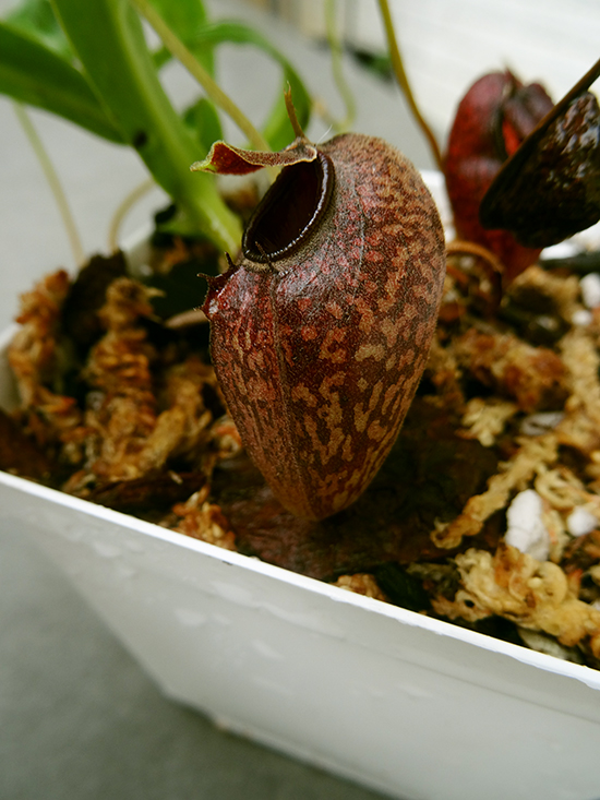 nepenthes-aristo.jpg