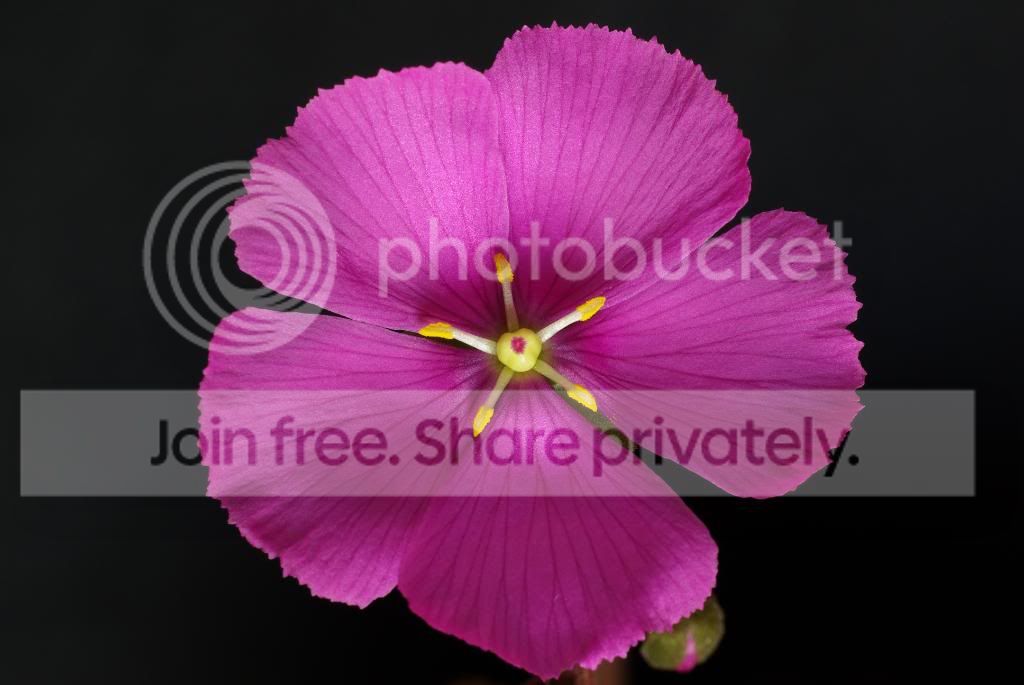 IMGP5430.jpg