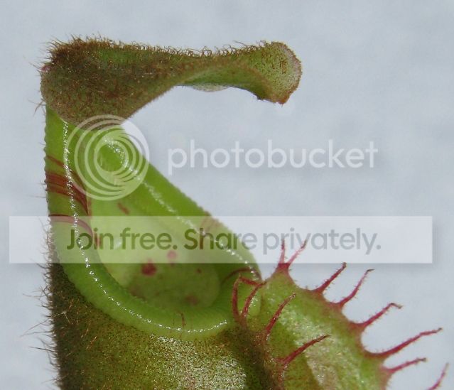 IMG_2428-N-veitchii-seedling.jpg