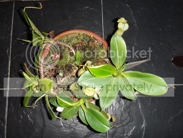 nepenthes_campanulata_plants.jpg