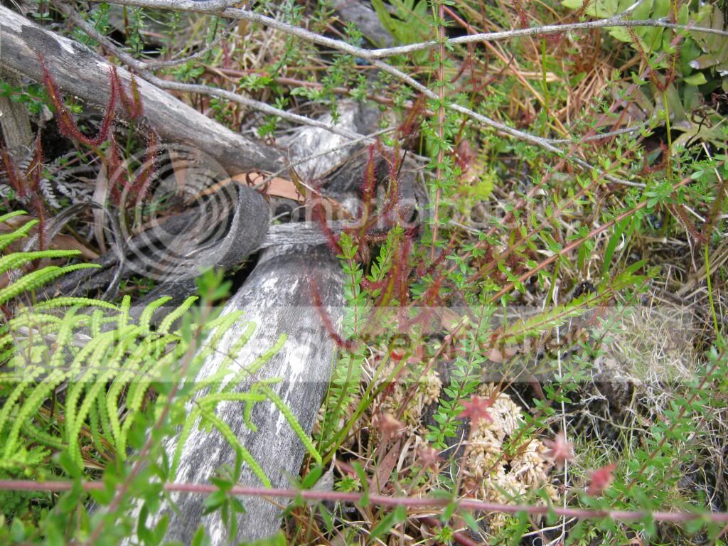 IMG_0021-1_zpse95812ad.jpg
