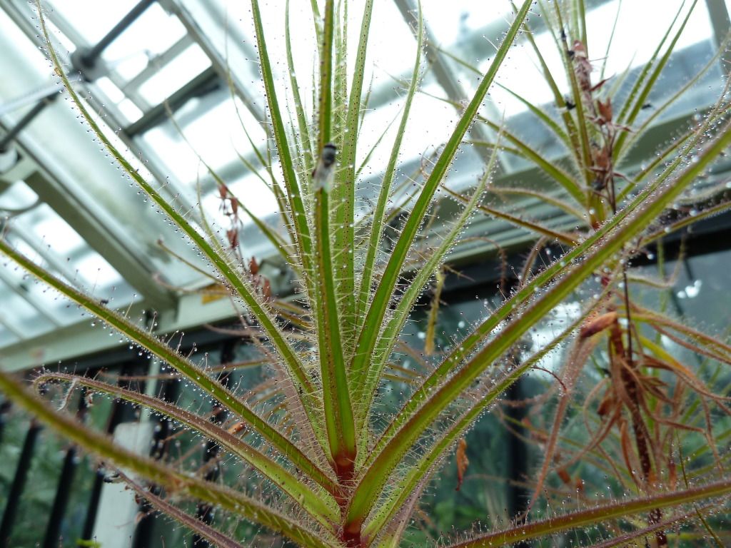 kewgardens300812040.jpg