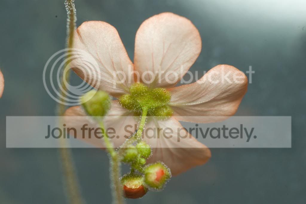 IMGP7539_zpse34189cc.jpg