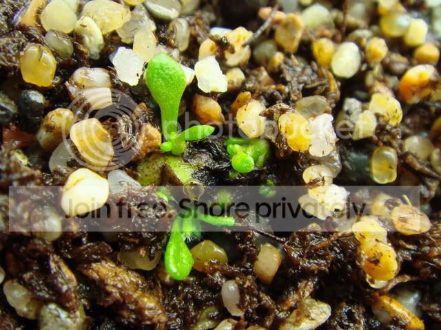 ceph_rhizomes_orientation_h.jpg