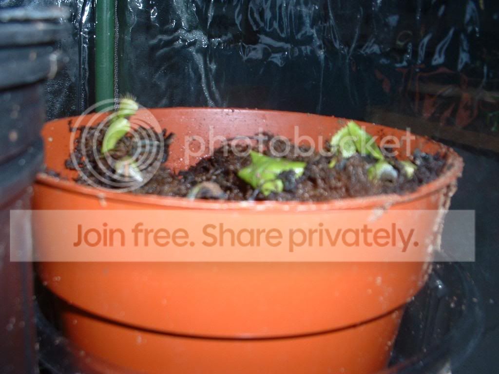 TellMePhotoshootAndMyGreenhouse035.jpg