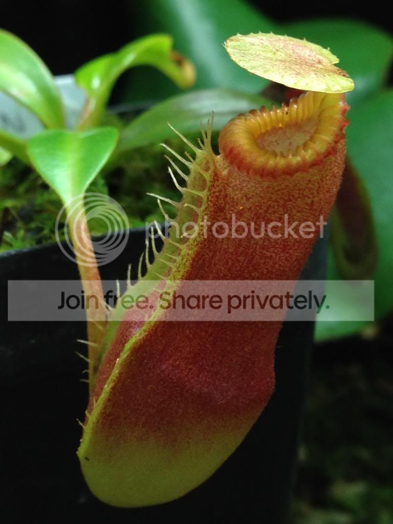 image_zpsba89b651.jpg