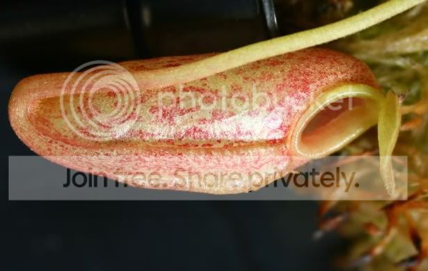 aristoxxventxtalang50077.jpg