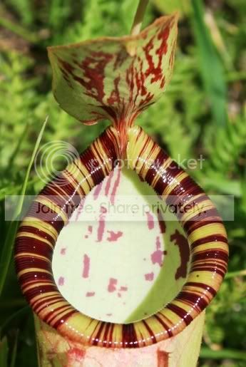 leessiicrop2.jpg