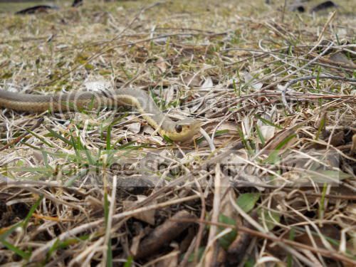 snake01_3-20-11.jpg