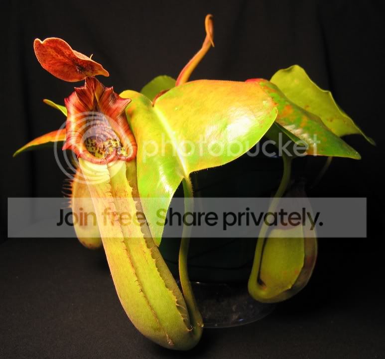 TRUNCATA021907.jpg