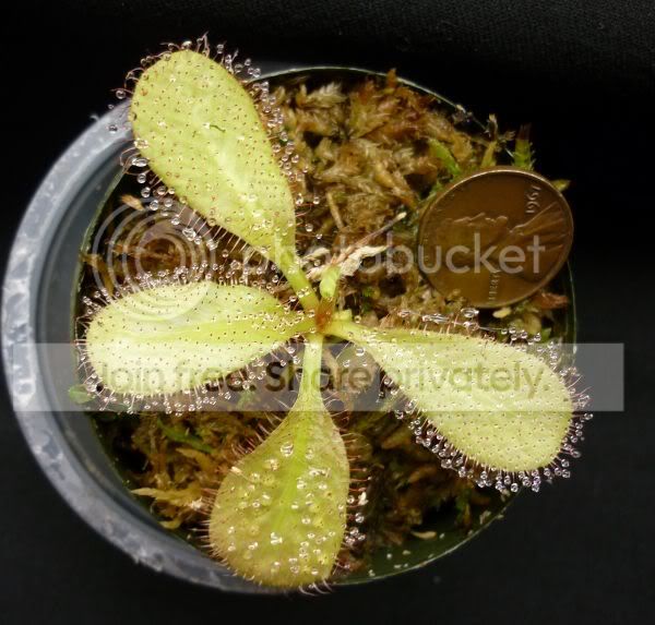 Dschizandranasc042311RS.jpg