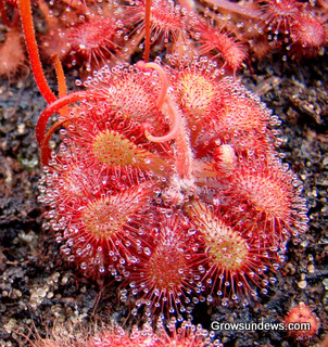 Drosera_sp_South_Africa_robust_post.JPG