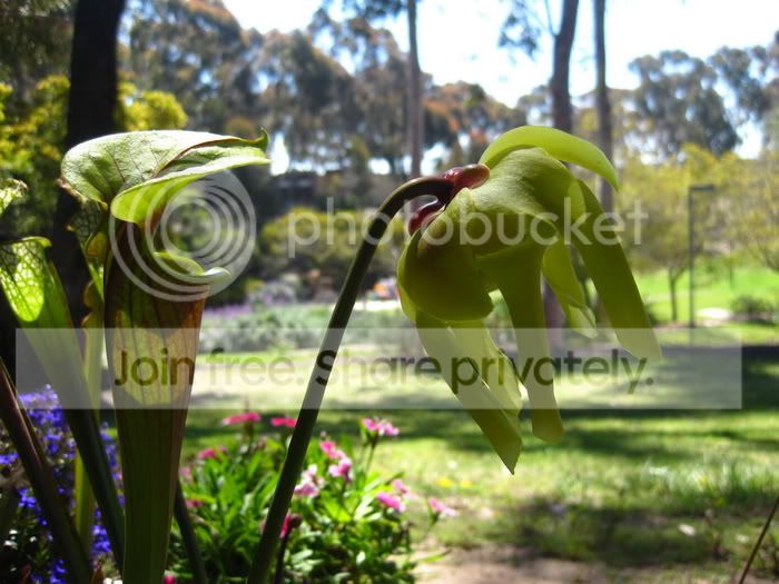 Sflavaflower1.jpg