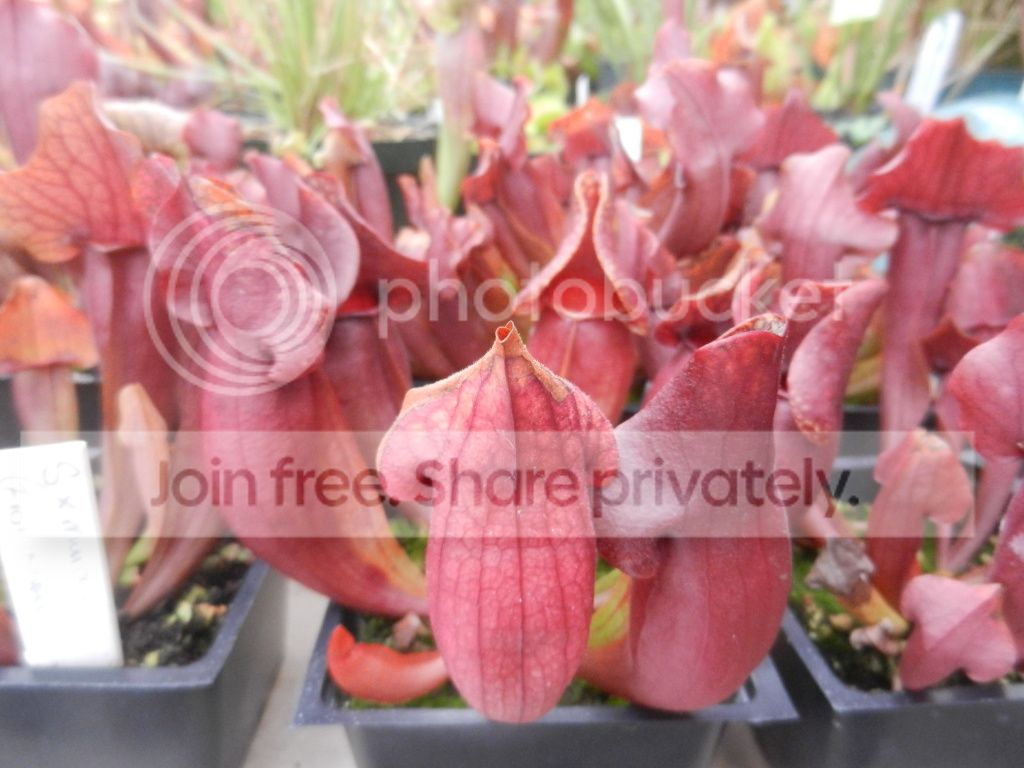 UNCCGreenhouse020.jpg