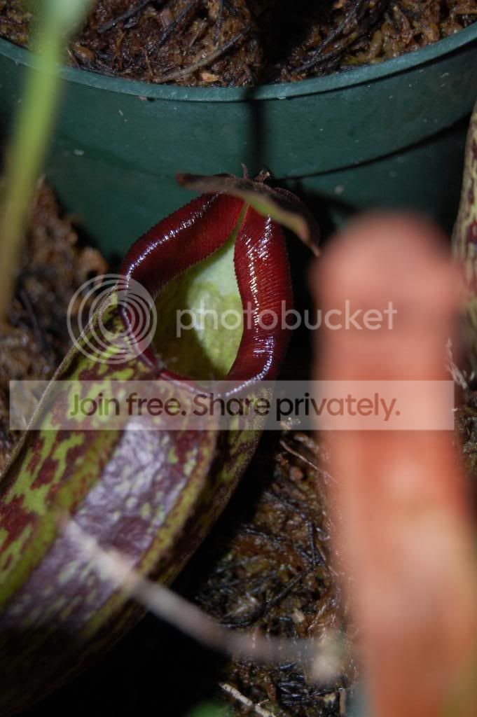 DSC_0411.jpg