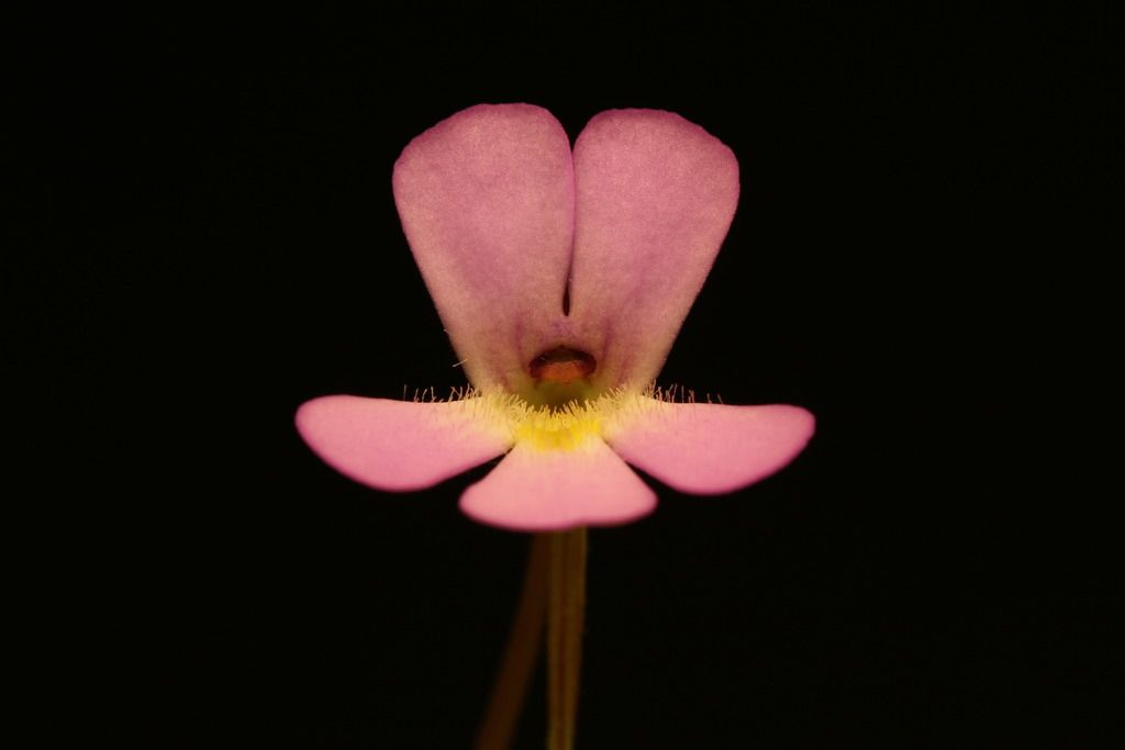 IMG_6380_zps0sgu5kc3.jpg