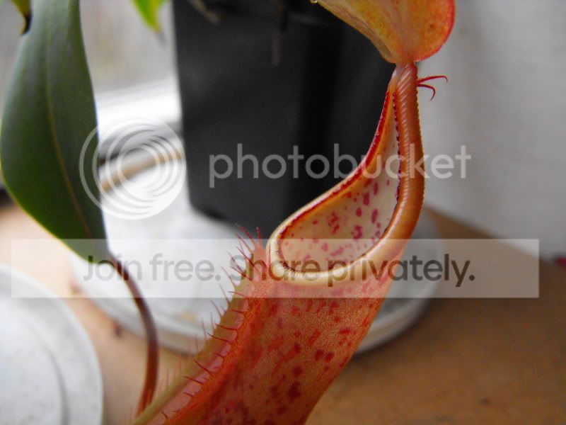 DSCF0187.jpg