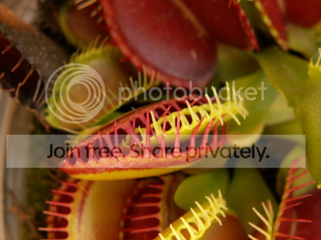 vft7.jpg