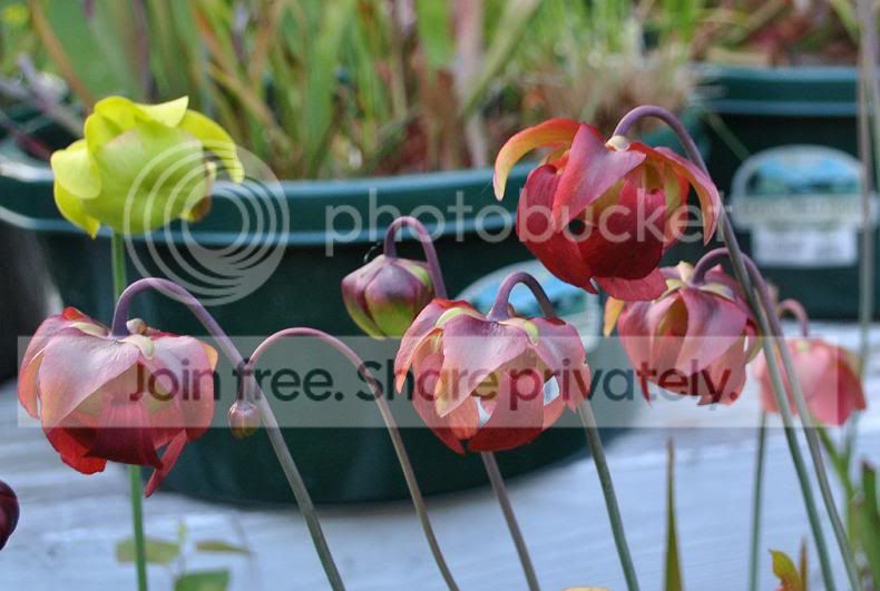 liwflowers.jpg