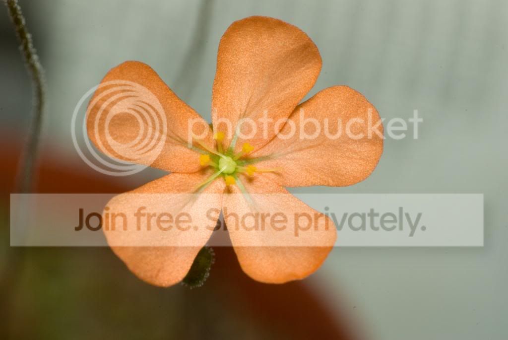 IMGP7551_zps682c81af.jpg