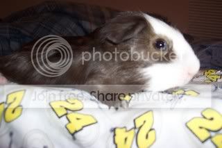 Pixie010.jpg
