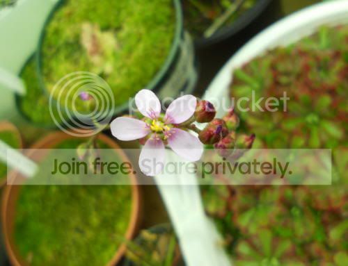 Daliceae_11-11-11.jpg