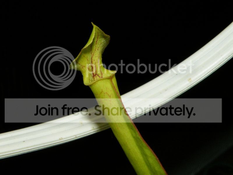DSCF9507.jpg