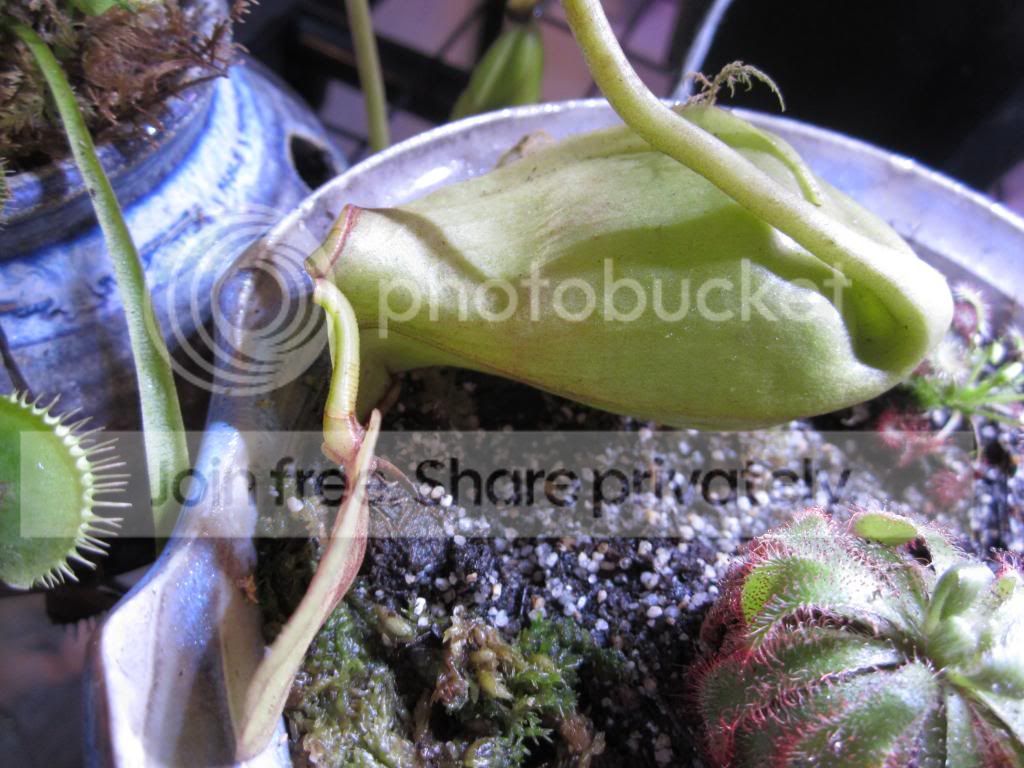 brokenpitcher_zpsf9c463e4.jpg