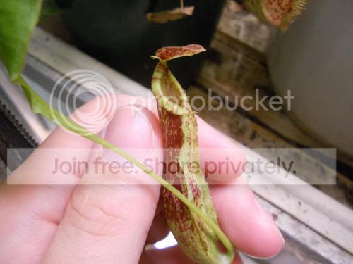Nmirabilis_4-22-12.jpg