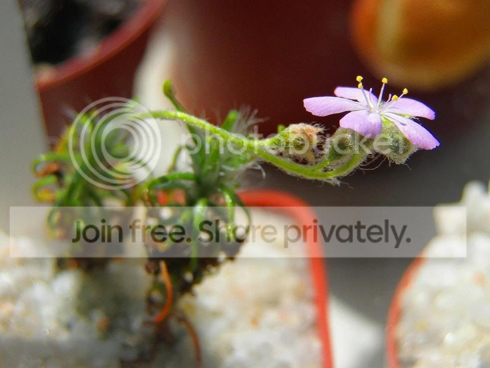 lasianthaabloom.jpg