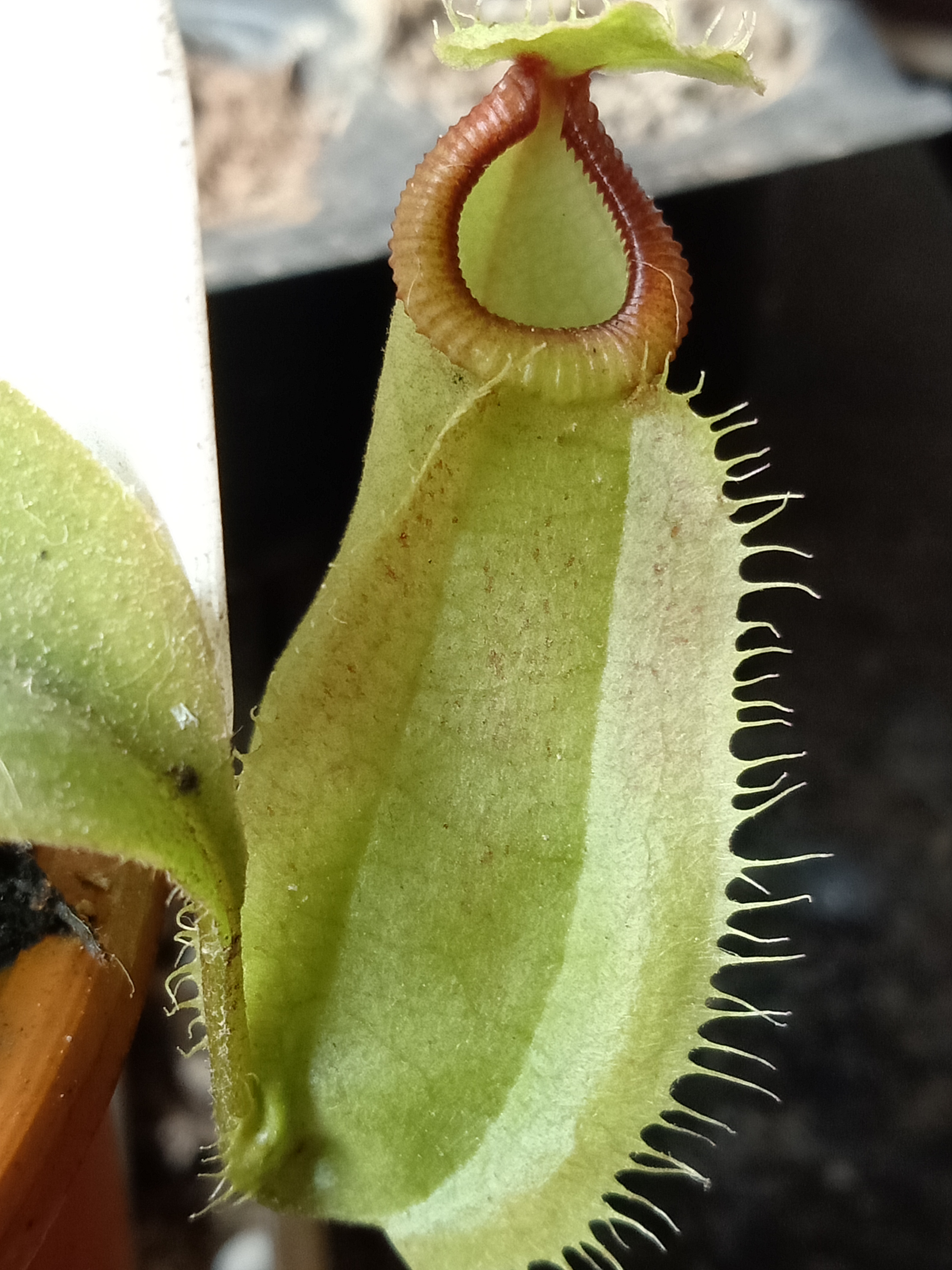 nepenthes-viking-x-hamata.jpg