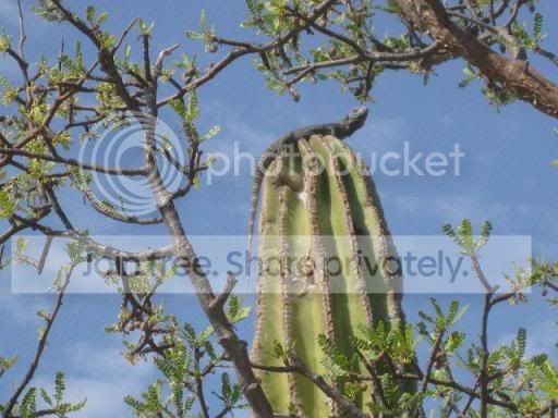 CABOCactus073.jpg