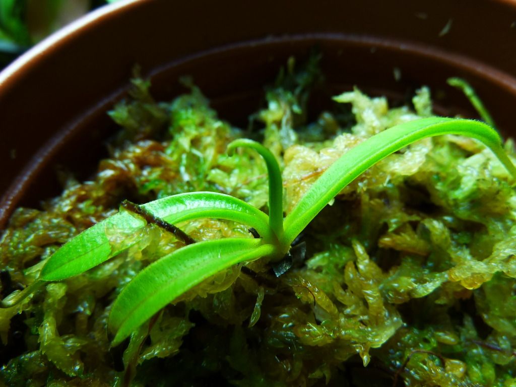 plants10032012070.jpg