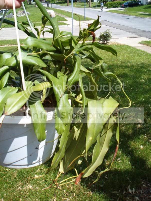 ventbush2.jpg