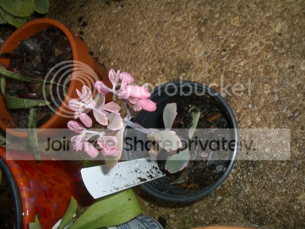 IMGP6103.jpg