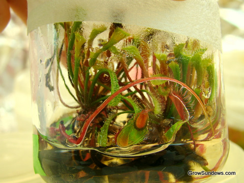 Collinsiae_Magaliesburg_tissue_culture_post.JPG