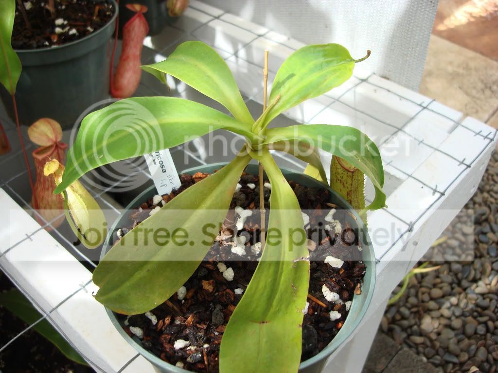 ventricosaBLIII19Sep09.jpg