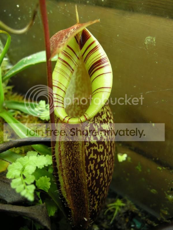 DSCN7508.jpg