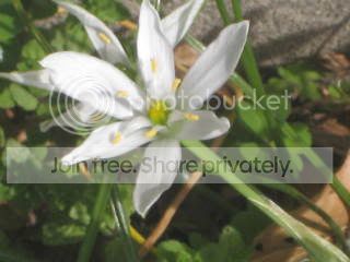Spring2009022.jpg