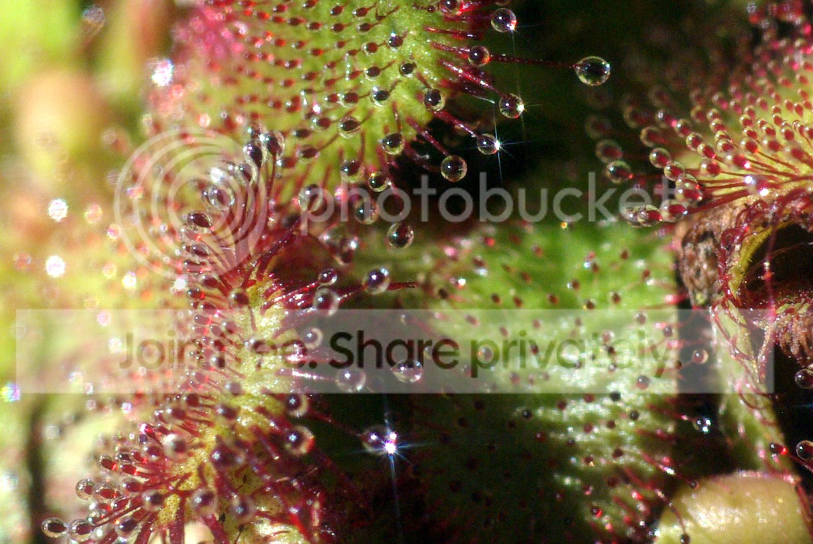IMGP7744copy.jpg