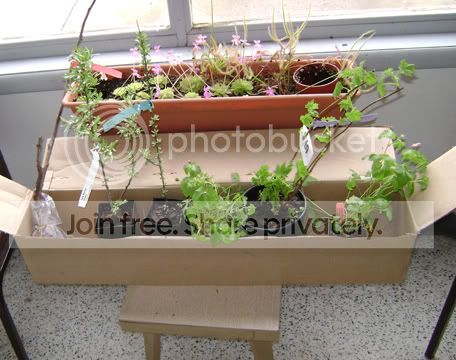 plants.jpg