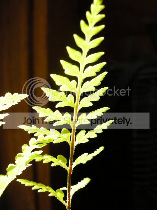 DSCN7092.jpg