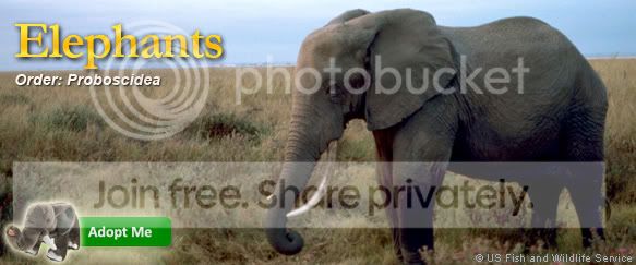 Elephant_Main_Photo.jpg