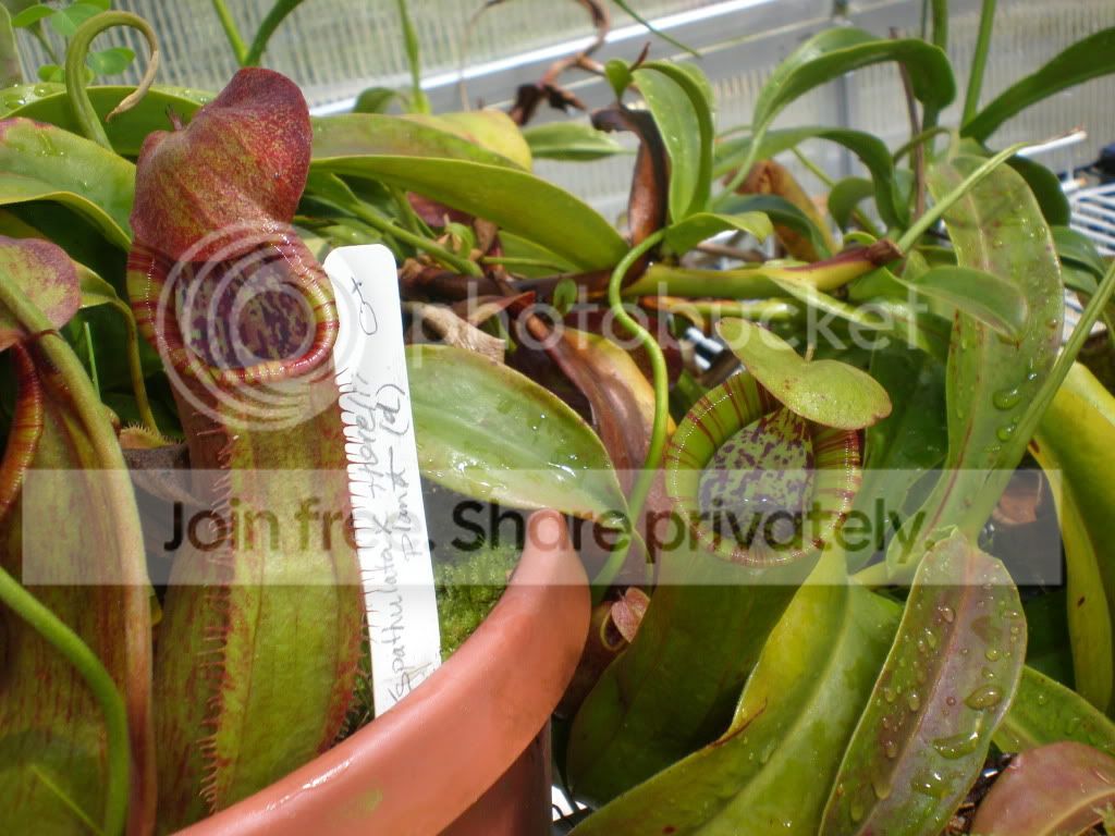 SpathulataxThoreliiWholeplantpitche.jpg