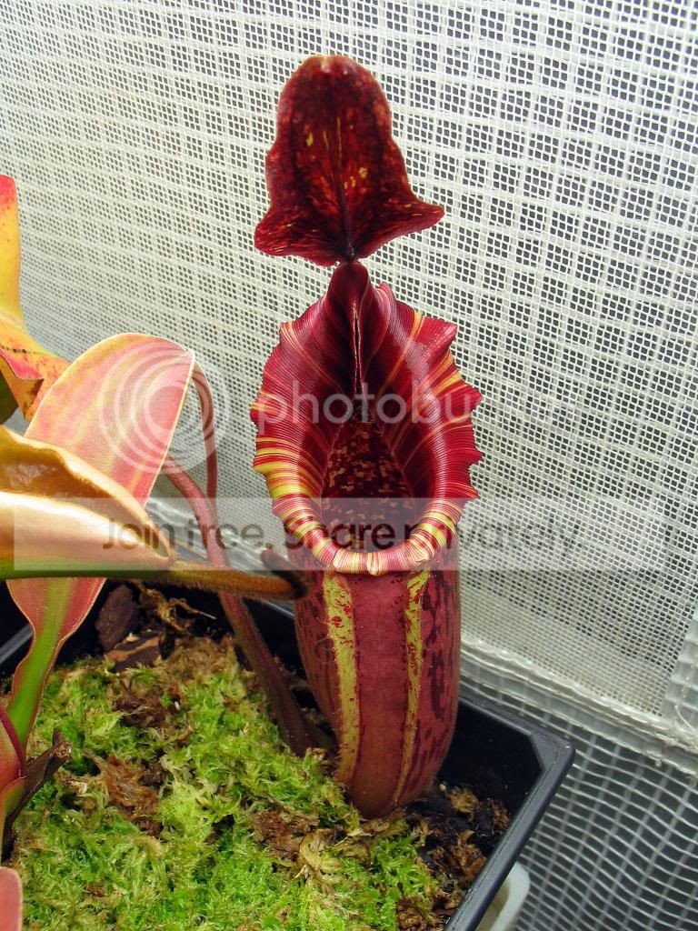 IMG_4311_zps45cb1cd1.jpg