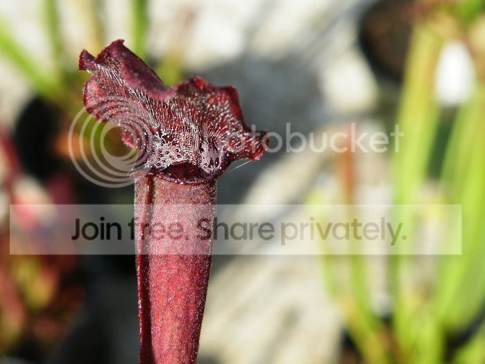 DSCF9339_zps43ce28fb.jpg