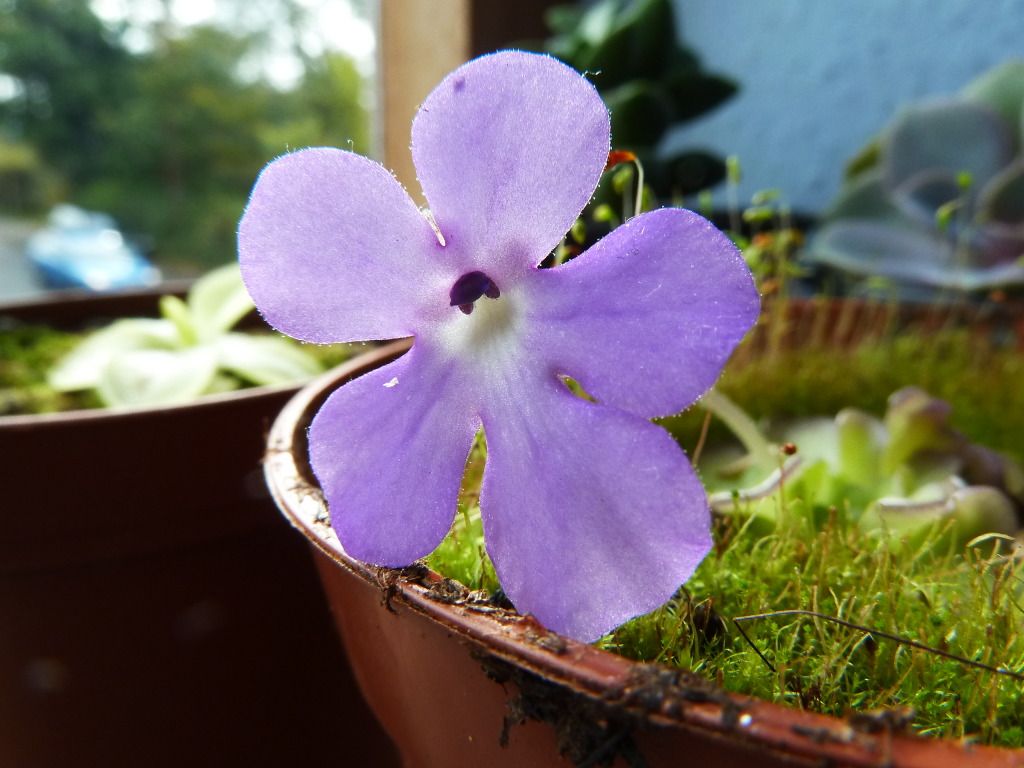 flowerstalkvft12102012010.jpg