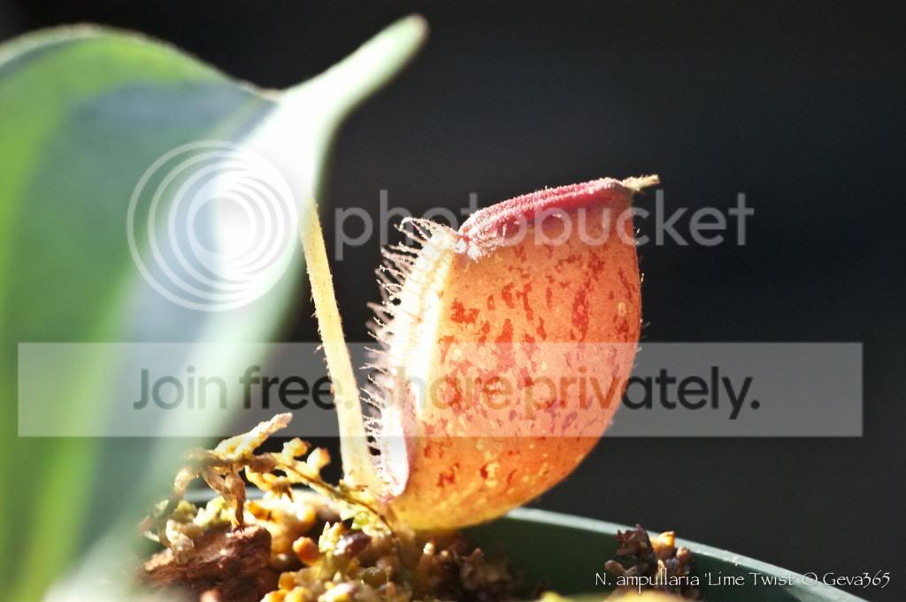 DSC_4629_zps145d77d4.jpg
