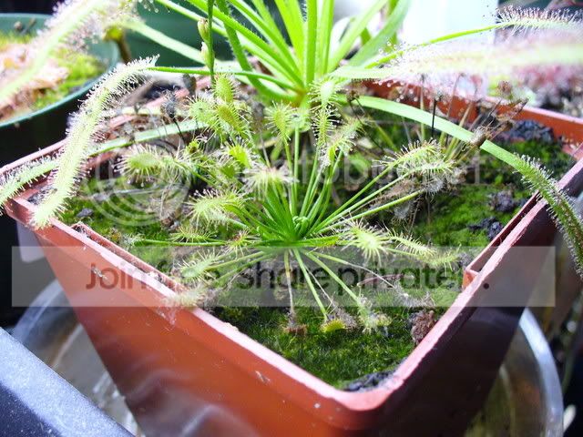 unknownsundew.jpg